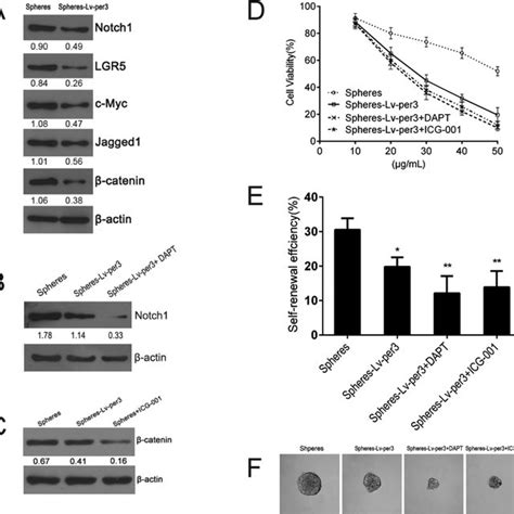 self-renewal test growth in soft agar|Overexpression of PER3 Inhibits Self.